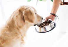 آلرژی غذایی سگ