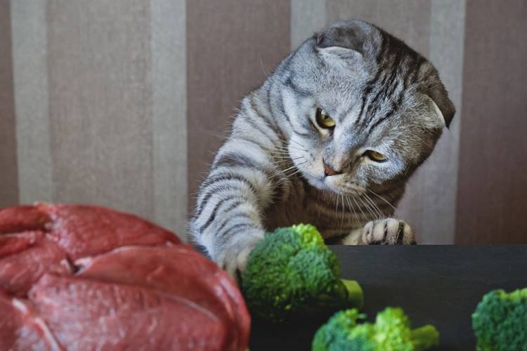 5 خوراکی مضر برای گربه