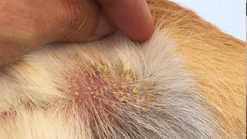 علت جوش زدن و خارش بدن سگ چیست؟