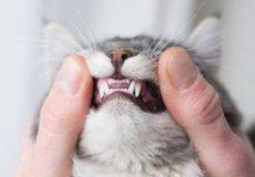 بیماری های دندان گربه
