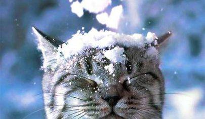چند نکته برای ایمن نگه داشتن حیوانات خانگی در هوای سرد