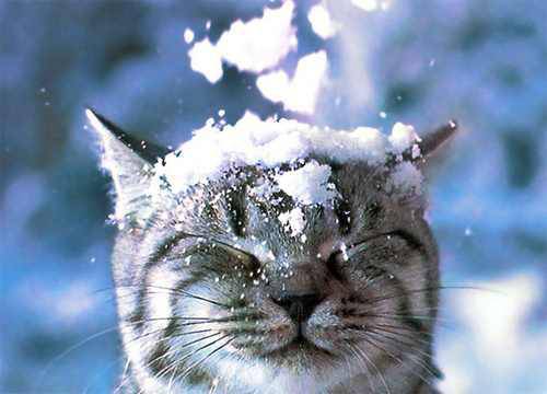 چند نکته برای ایمن نگه داشتن حیوانات خانگی در هوای سرد