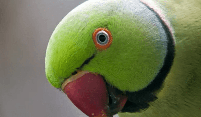 درمان عفونت چشم طوطی برزیلی